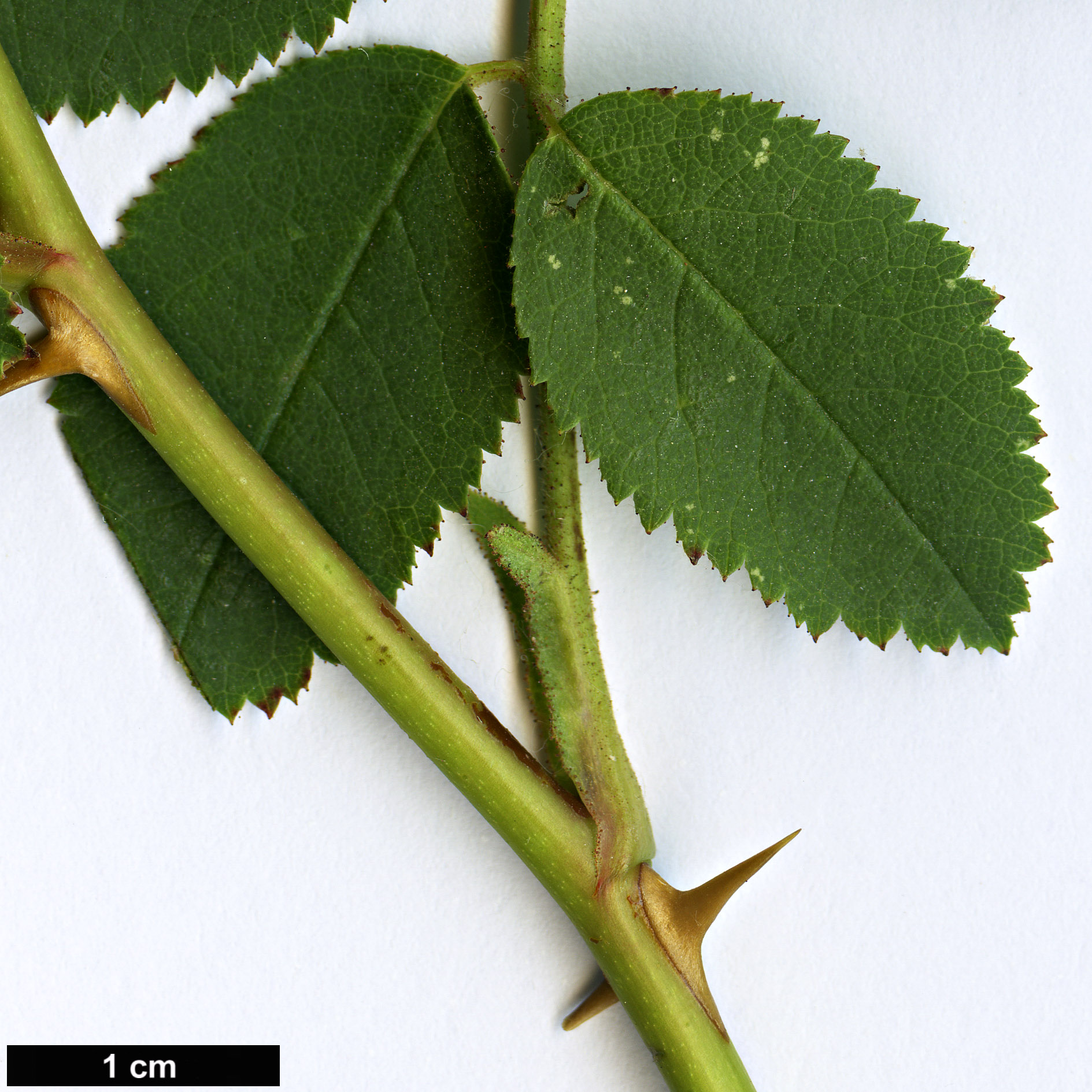 High resolution image: Family: Rosaceae - Genus: Rosa - Taxon: woosii - SpeciesSub: subsp. ultramontana